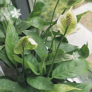 幸福一家🍎头像