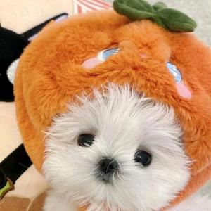 瓜田里的猹头像