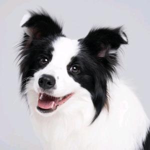 爱理财的狼头像