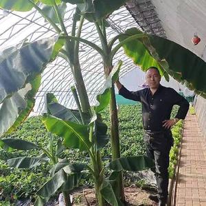 石墨烯温室大棚头像