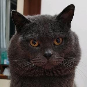 炒股养了个喵头像