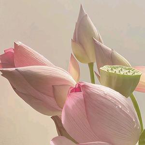 大何减肥日记头像