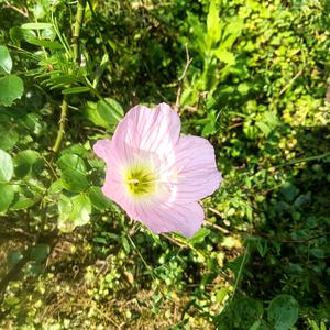 🍎红苹果🍎🍎头像