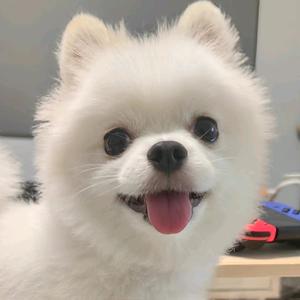 汪汪军棋（军棋主播）头像