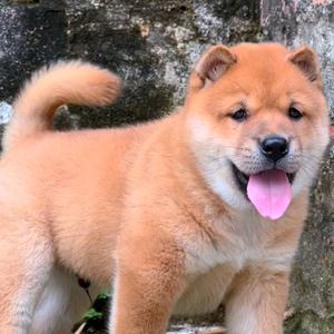 一条田园犬舍头像