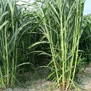 井冈山甘蔗草客服5543头像