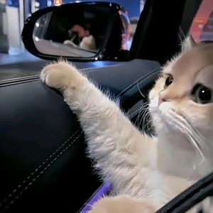 不爱吃香菜头像