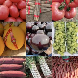 河北饶阳 果蔬供应链 代发 代收头像