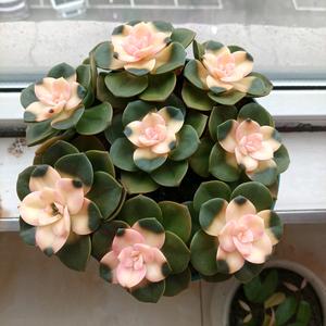 夏天的风✍头像