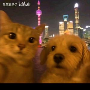 香草味破晓头像