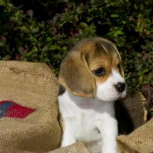 如果我还剩一件事情可以做头像