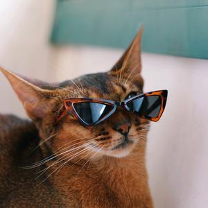 SpaceRose阿比西尼亚猫舍头像