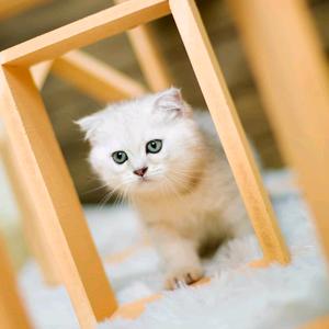 小清新ヽ(○^㉨^)ﾉ♪头像