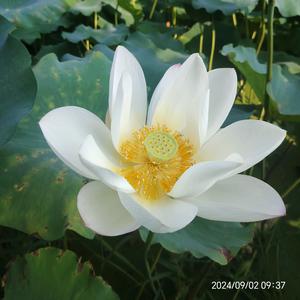 强哥回农村头像