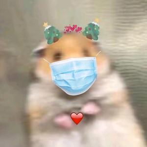 倾城的CS55Plus头像