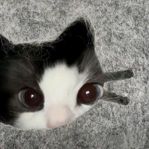 ՞˶･֊･˶՞头像