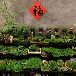 小蚂蚱的蒲园头像