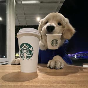 金毛豆豆和他的小猫咪们🐶🐱🐱🐱头像