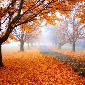 春归自然（不私聊）头像