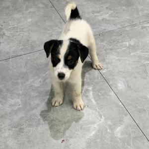 笑面修罗逍遥头像