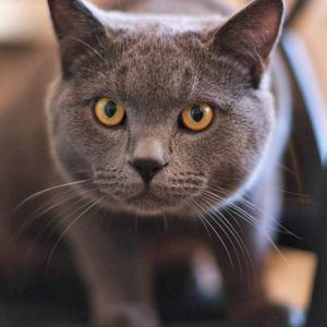 山海不可平头像