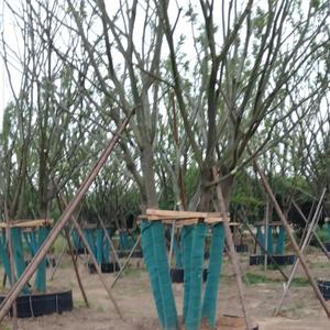 用户77373314头像