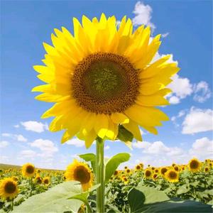 西门吹雪6588头像