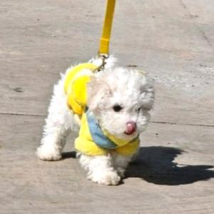 小满是只（小比熊）🌸头像