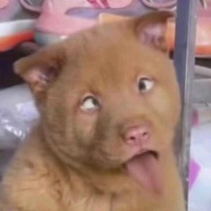 an周周头像
