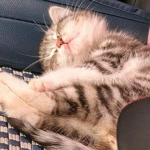 小溪（发不了字版）头像