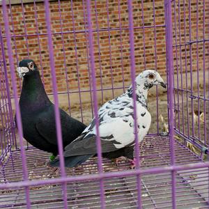 盘锦皮特兰黑白花家族原环鸽舍头像