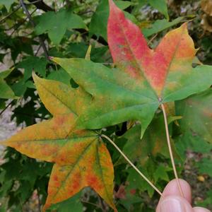 枫叶飘香🍁头像