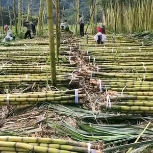 甘蔗批发零售  金姐头像