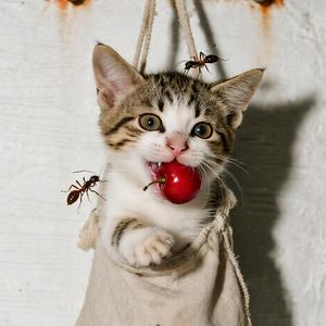 可爱的喵喵喵头像