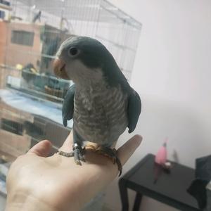 鹦为有你🦜头像