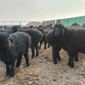 小黑羊（巴拉克）头像