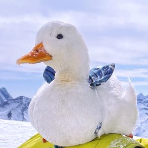 图吉纳大王-铁吉吉头像