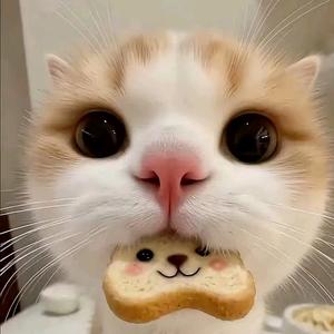 心向多伦多头像