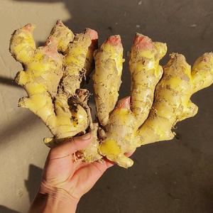 山东生姜产地市场头像