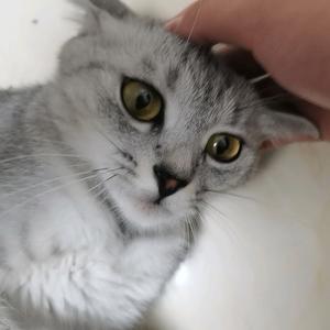 三只软萌毛孩的成长日记📝（铲屎中～）头像