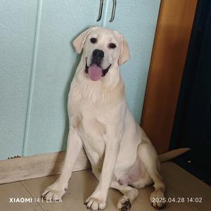 公爵的日常头像