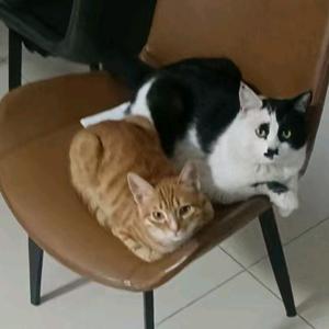 七喵与大猫头像