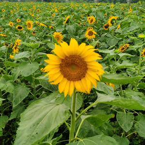 三年级悠悠妈头像