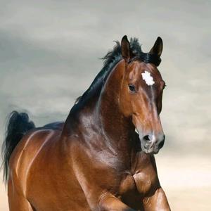 高高丨兴兴头像