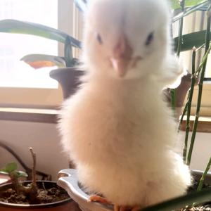 姜生的酸枣树头像