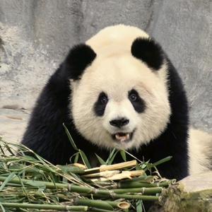 小拽猫yuai🐼头像