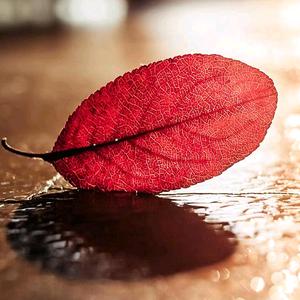 淡漠穿搭（橱窗营业中）头像