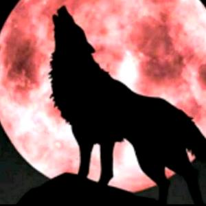 狼神不离不弃头像