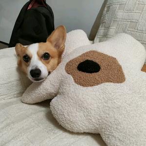 柯基檬仔mengzai头像