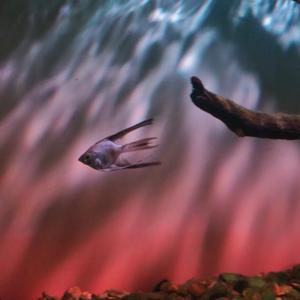 小笨煮（8.26已见薛之谦版）头像